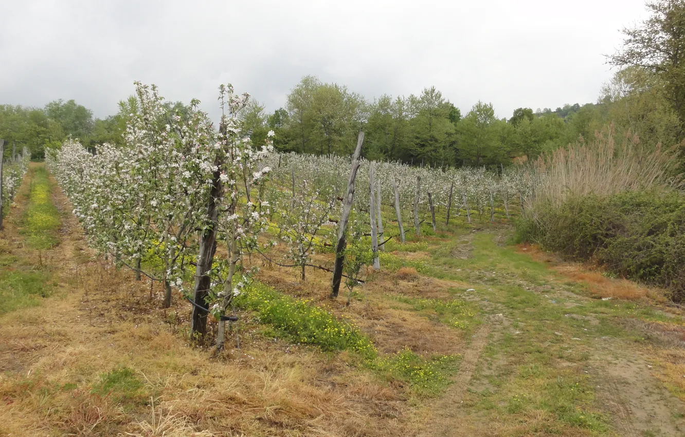 Photo wallpaper trees, spring, Pieria