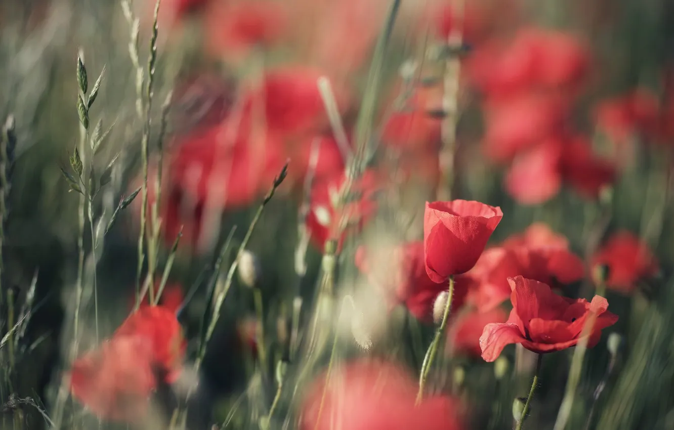 Photo wallpaper summer, light, flowers, red, Maki, blur, spikelets, blur