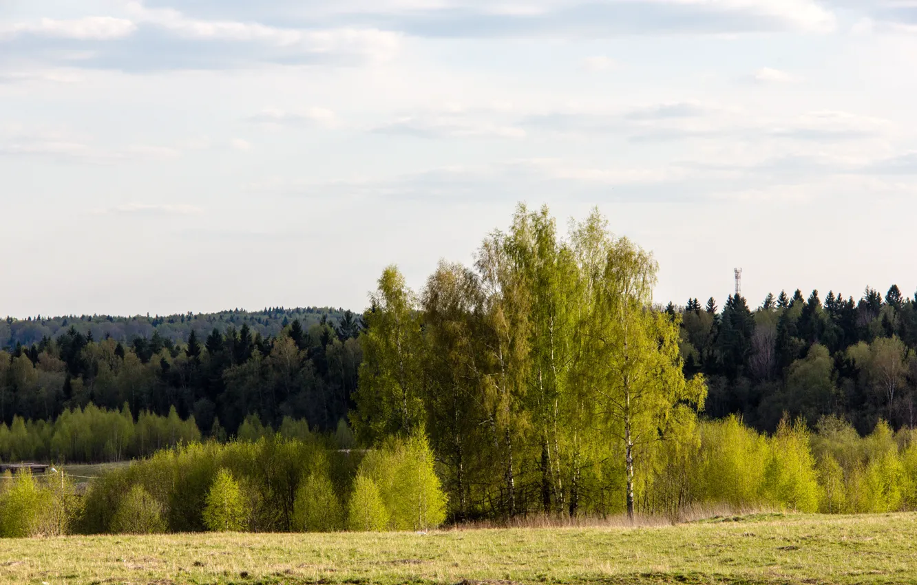 Photo wallpaper greens, forest, trees, green, spring, morning, may, Sunny