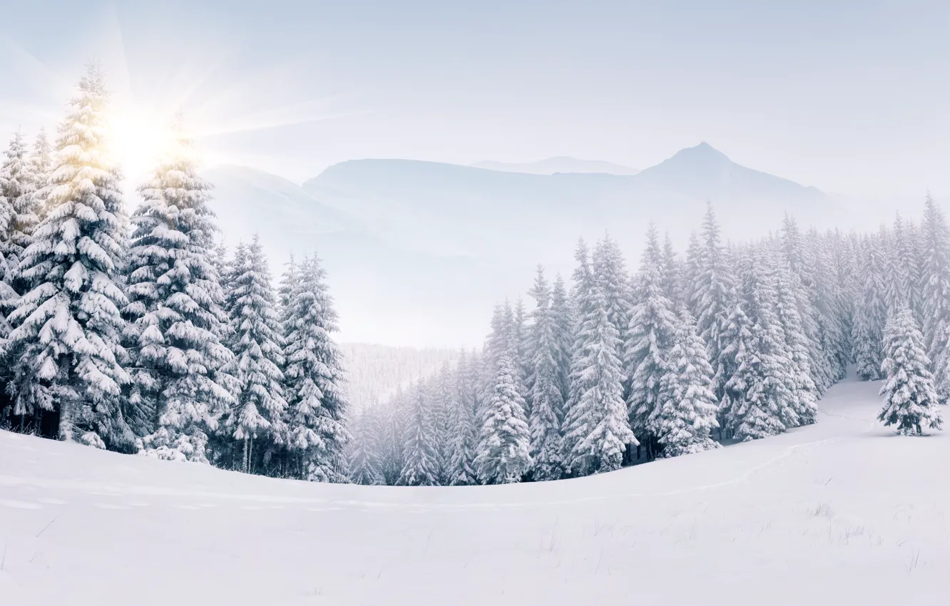 Photo wallpaper winter, snow, tree, landscape, winter, snow