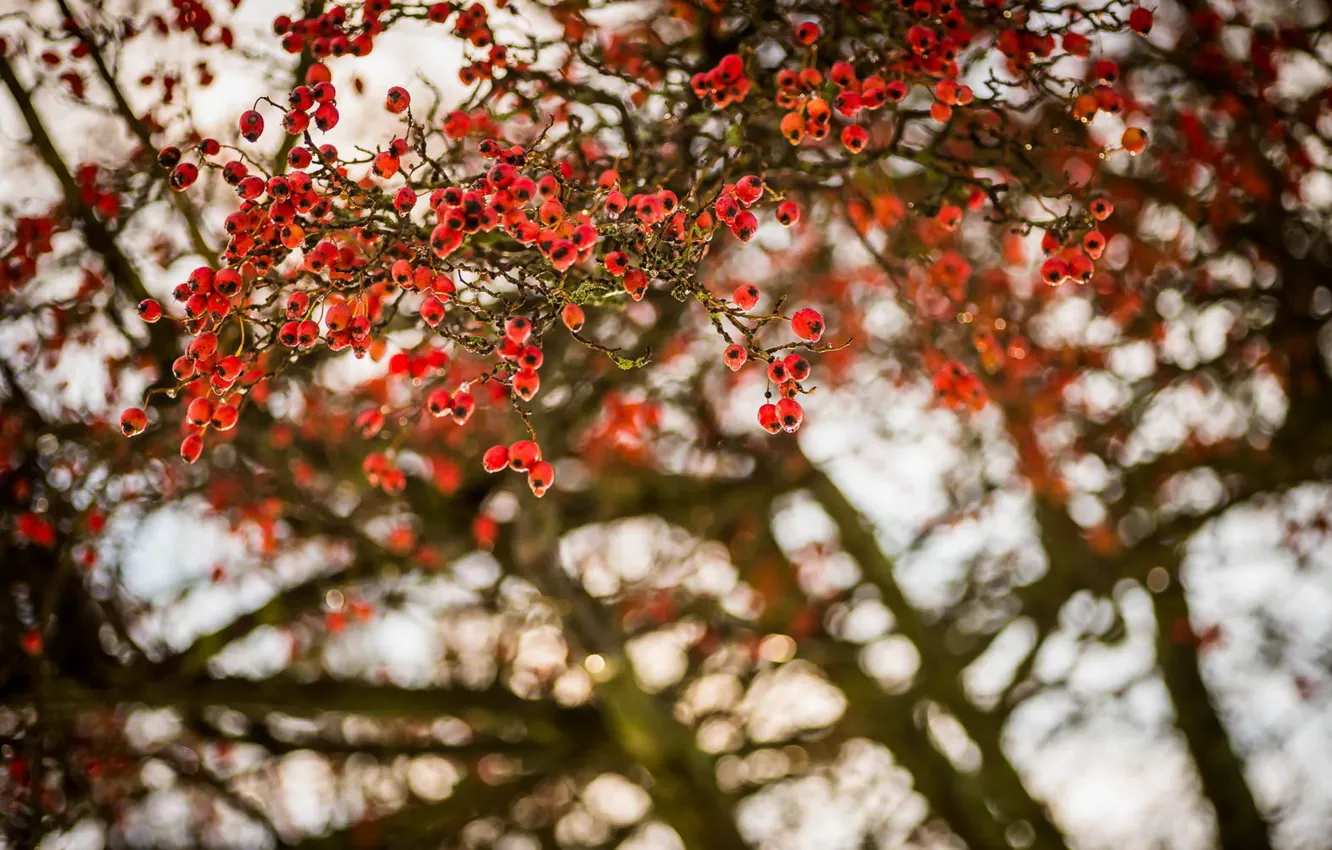 Photo wallpaper trees, nature, berries