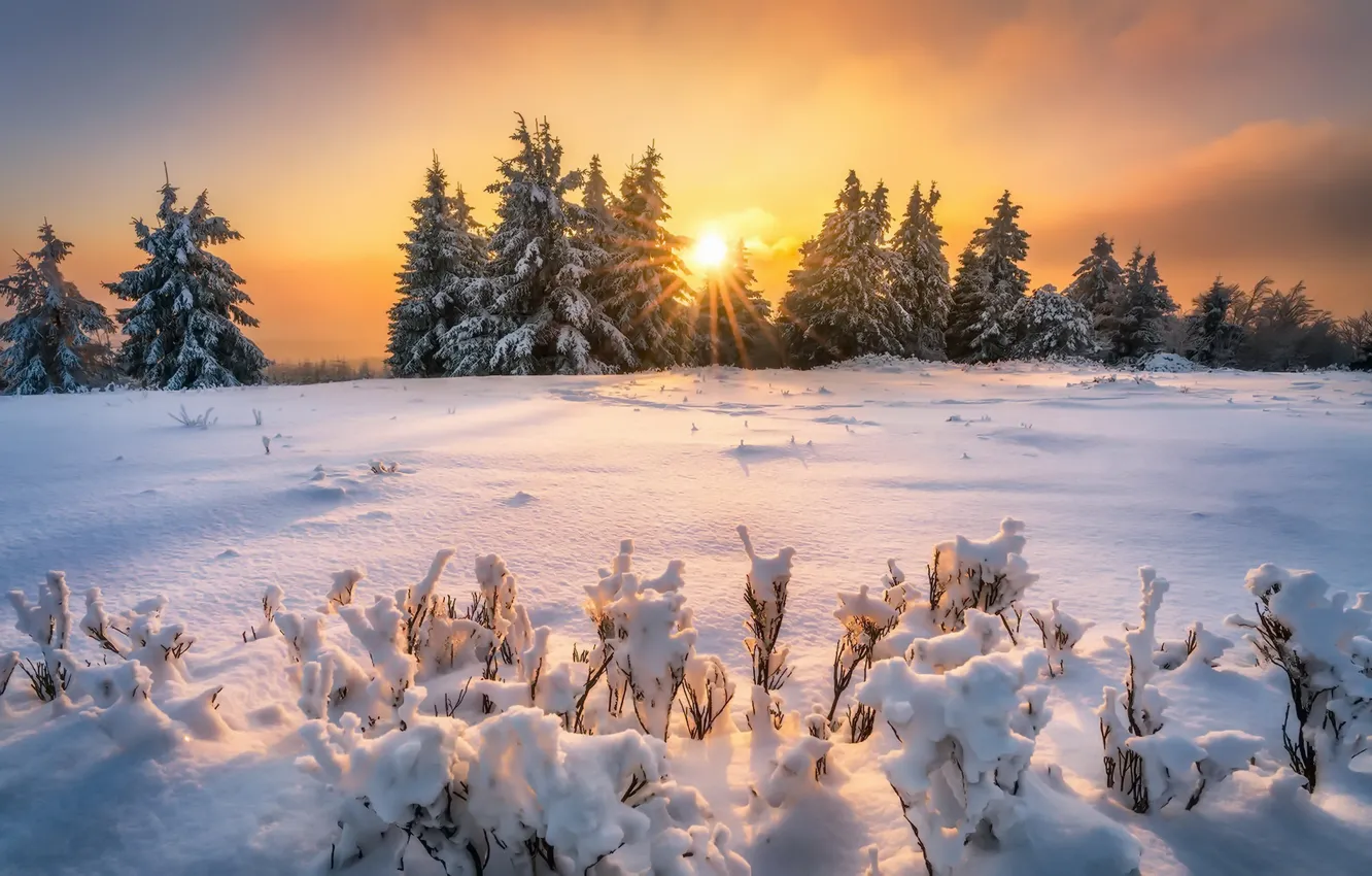Photo wallpaper winter, light, snow