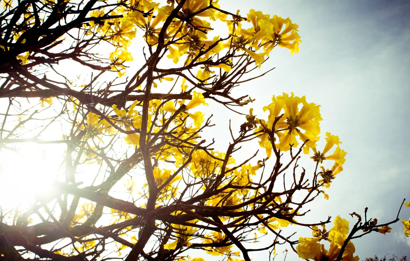 Photo wallpaper trees, flowers, yellow, petals, the bushes