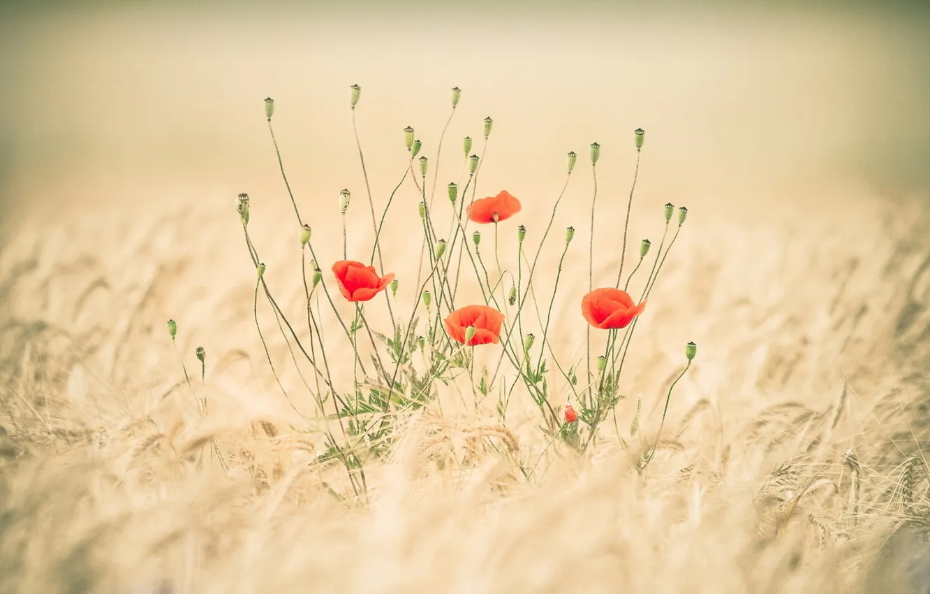 Photo wallpaper wheat, field, stems, Maki, red, ears, buds
