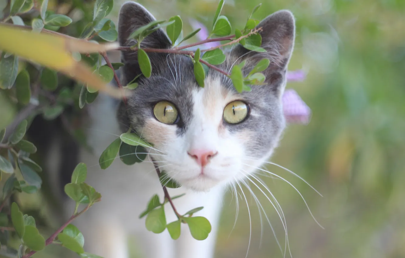 Photo wallpaper summer, eyes, cat, look, Koshak