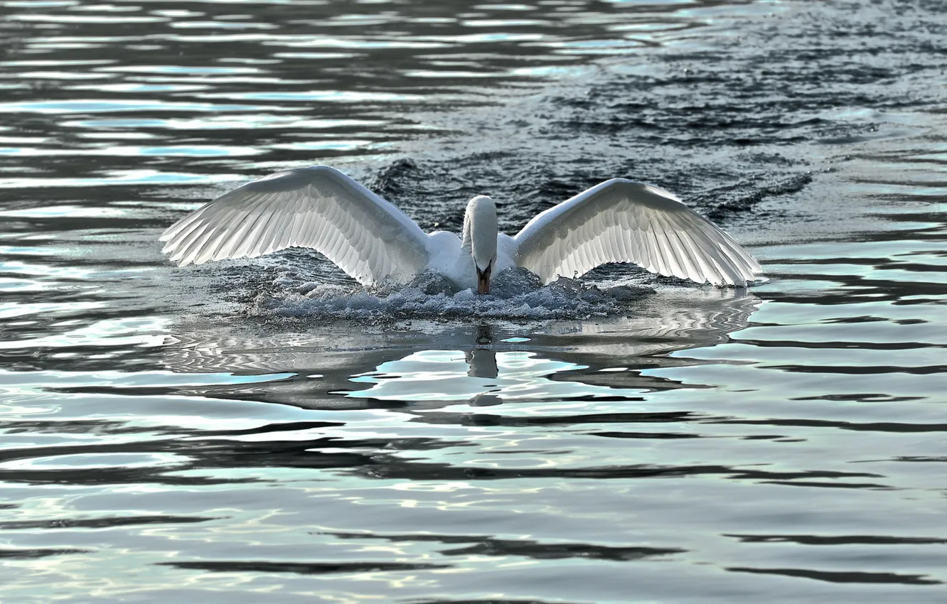 Photo wallpaper water, nature, Swan