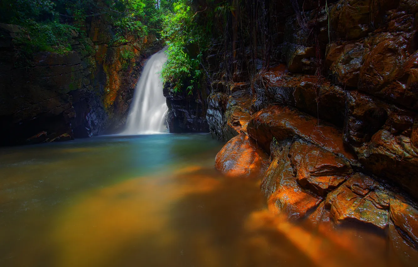 Photo wallpaper forest, trees, stream, rocks, waterfall, stream