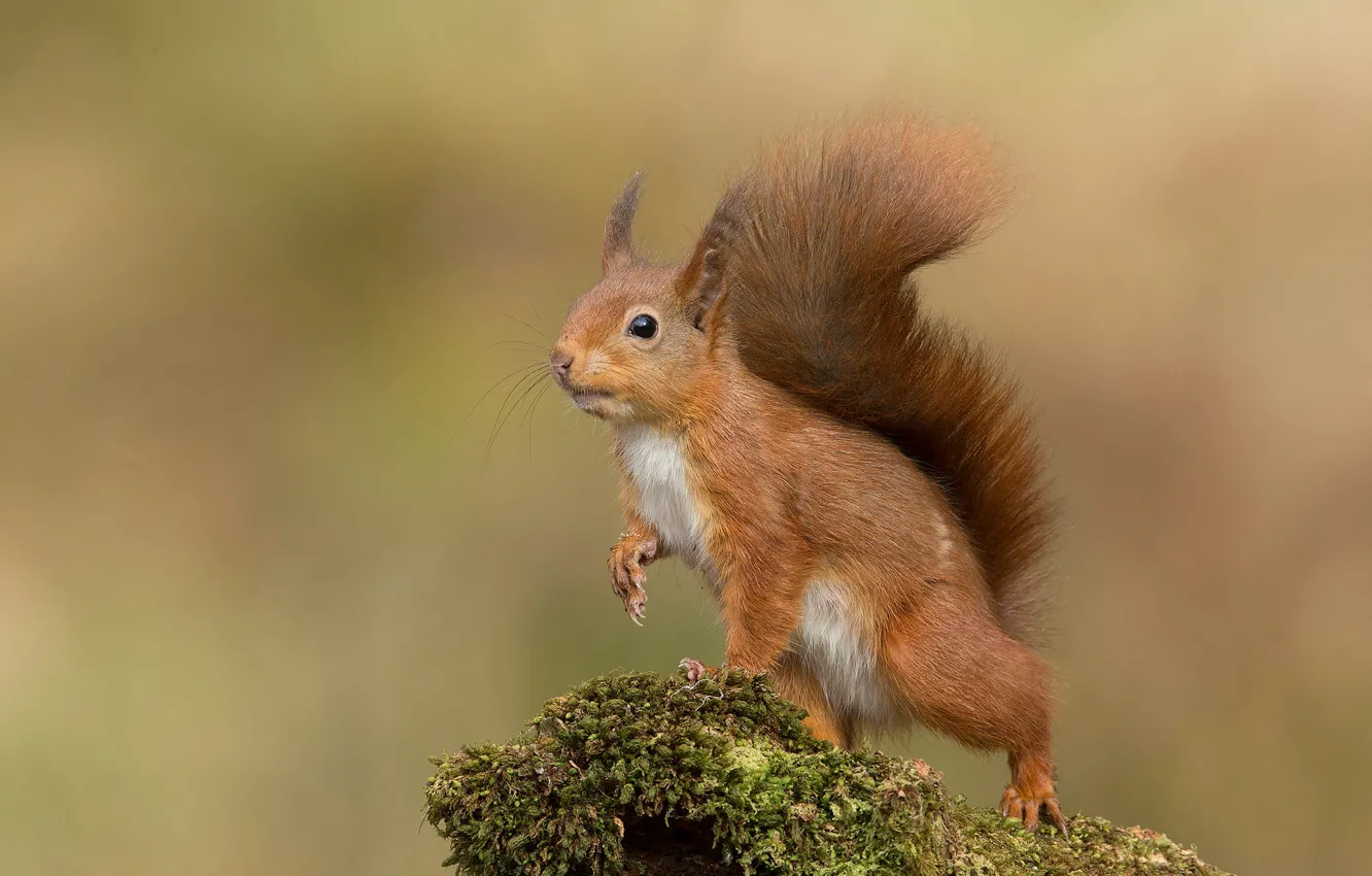 Photo wallpaper pose, background, moss, protein, squirrel, animal