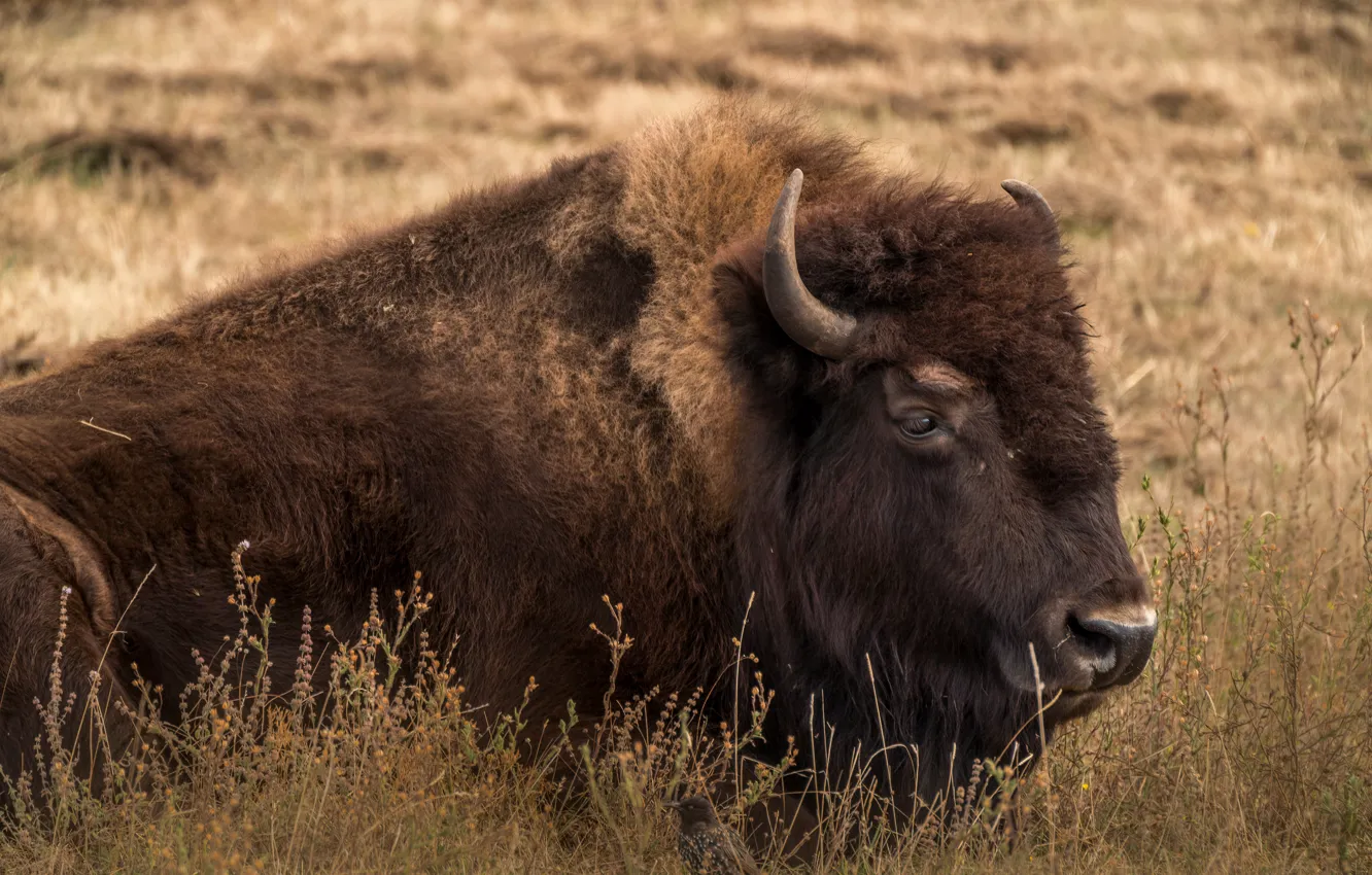 Photo wallpaper nature, background, Buffalo