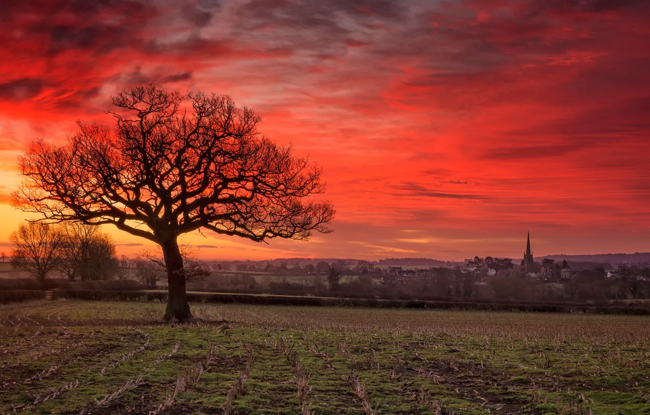 Photo wallpaper field, trees, the city, glow