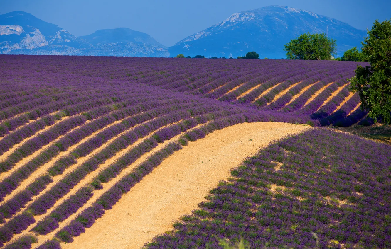 Photo wallpaper field, trees, mountains, France, lavender, Provence, Provence