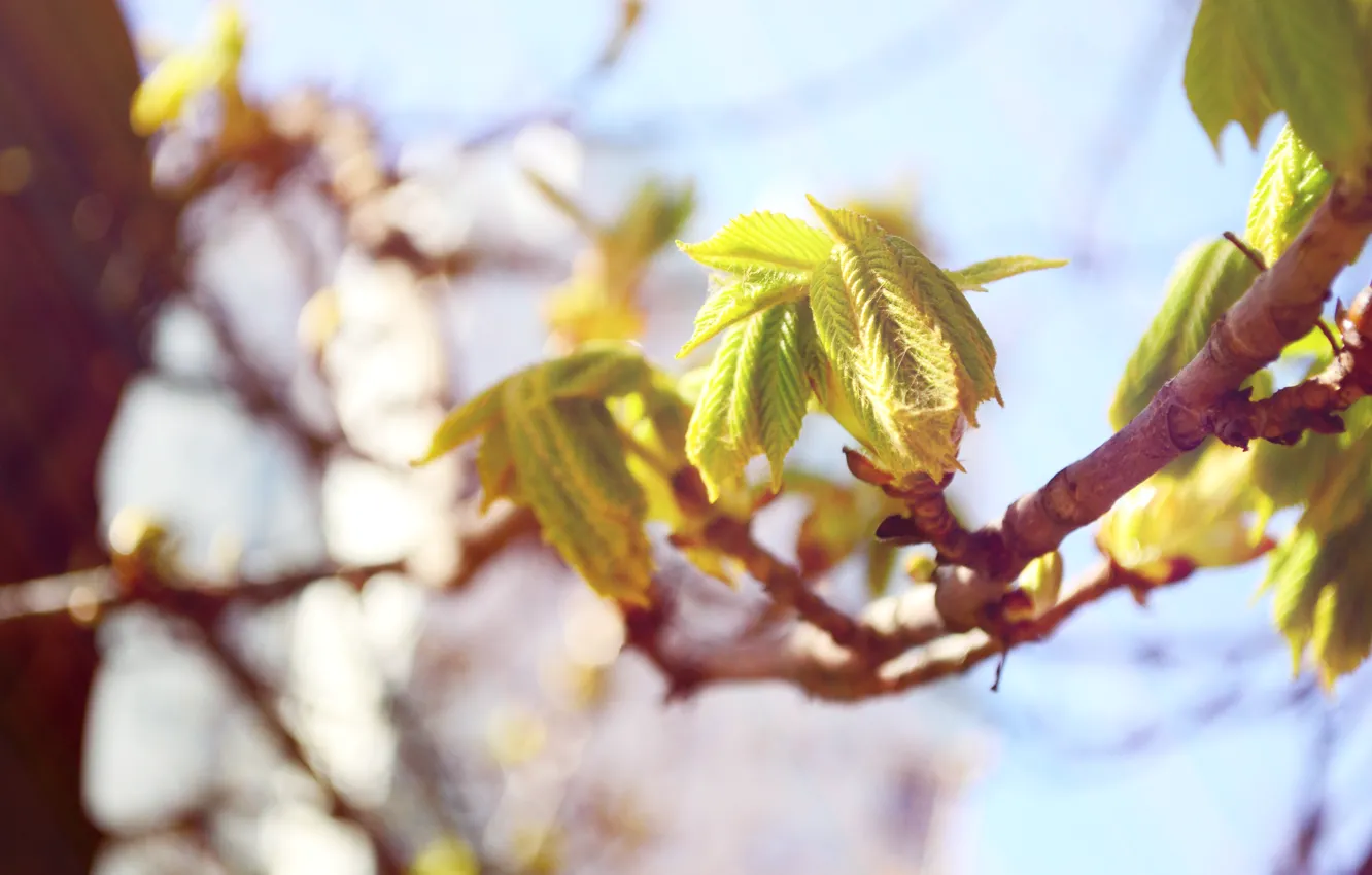 Photo wallpaper greens, leaves, the sun, trees, heat, spring, chestnuts