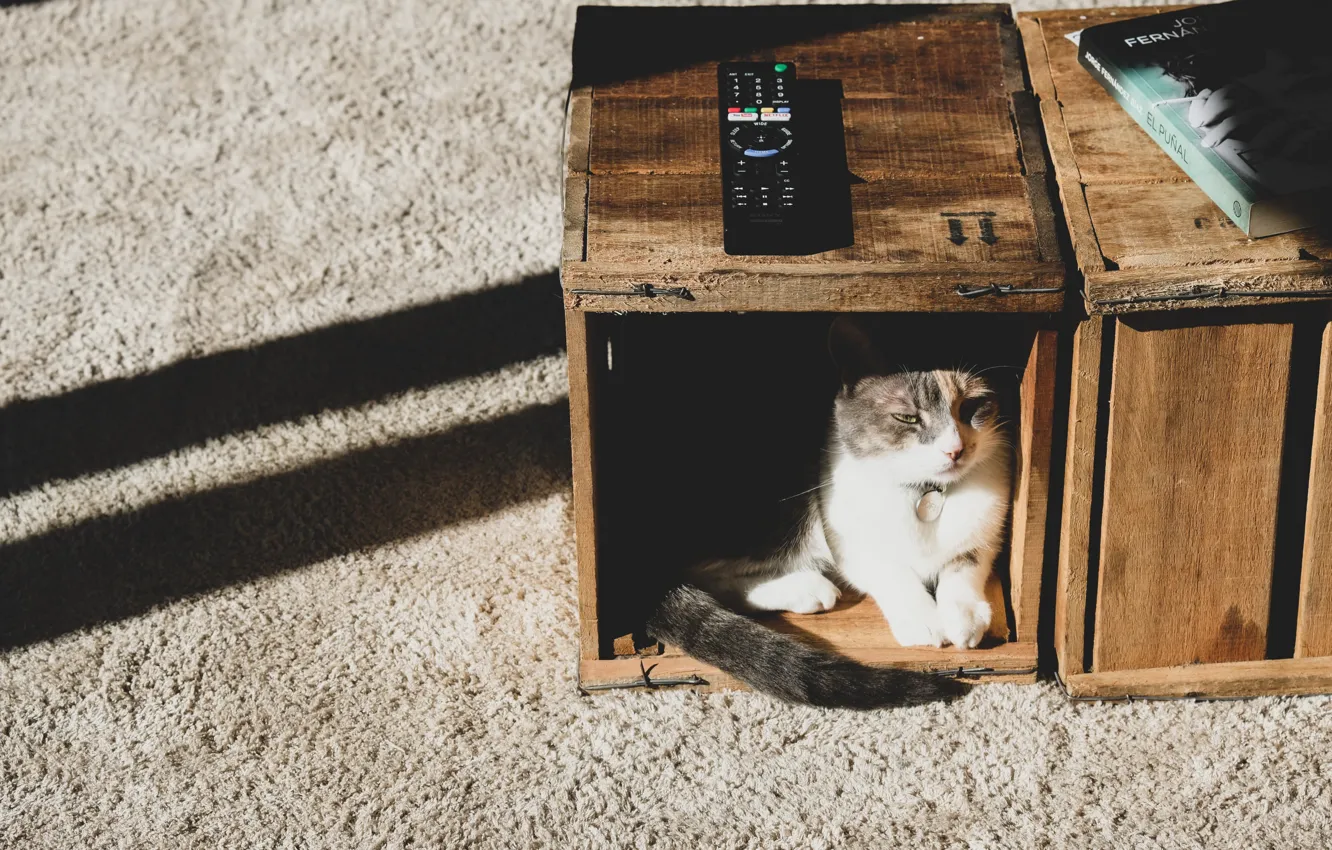 Photo wallpaper cat, remote, box