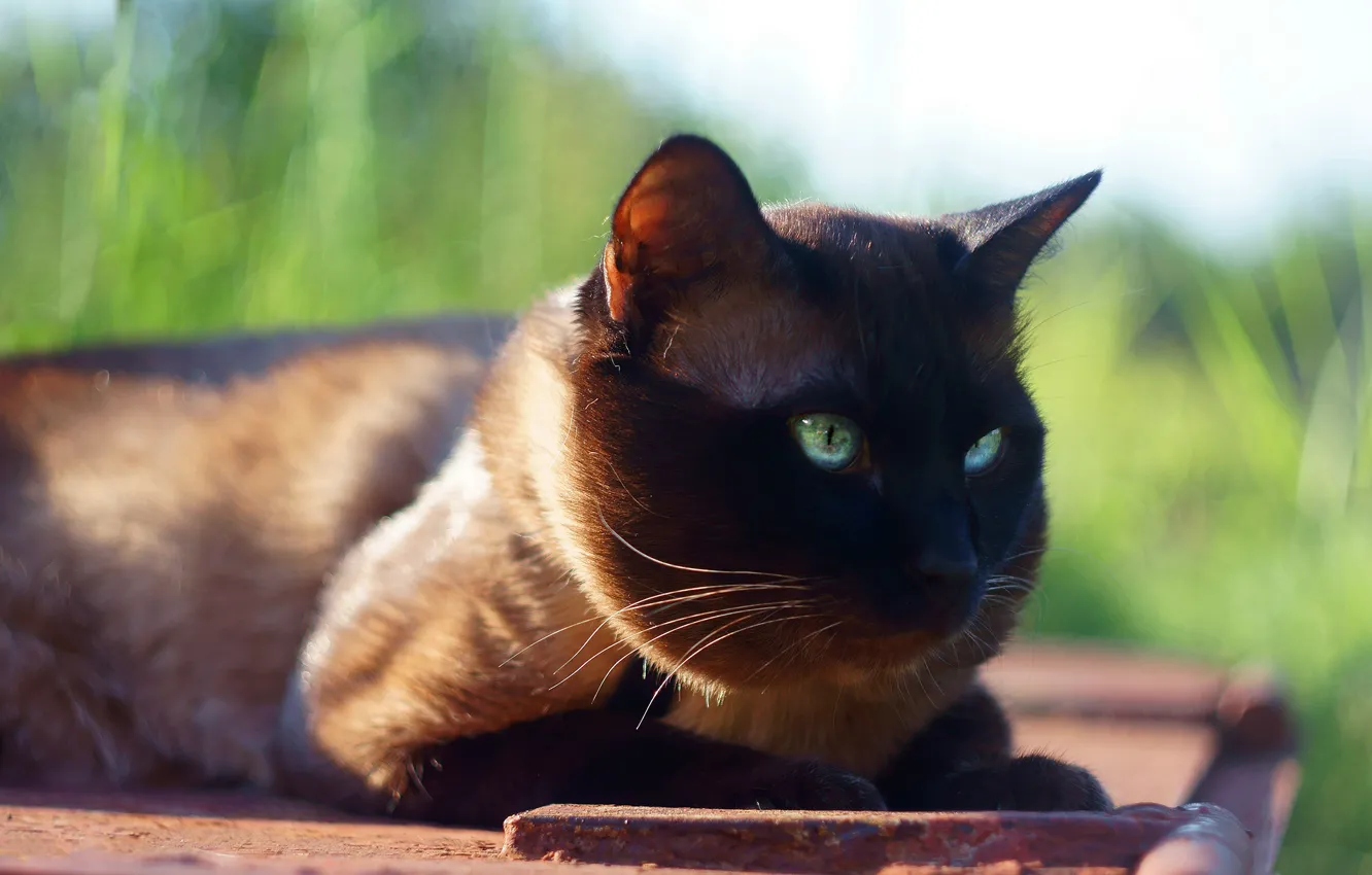 Photo wallpaper cat, grass, cat, the sun, background, muzzle, lies, Siamese