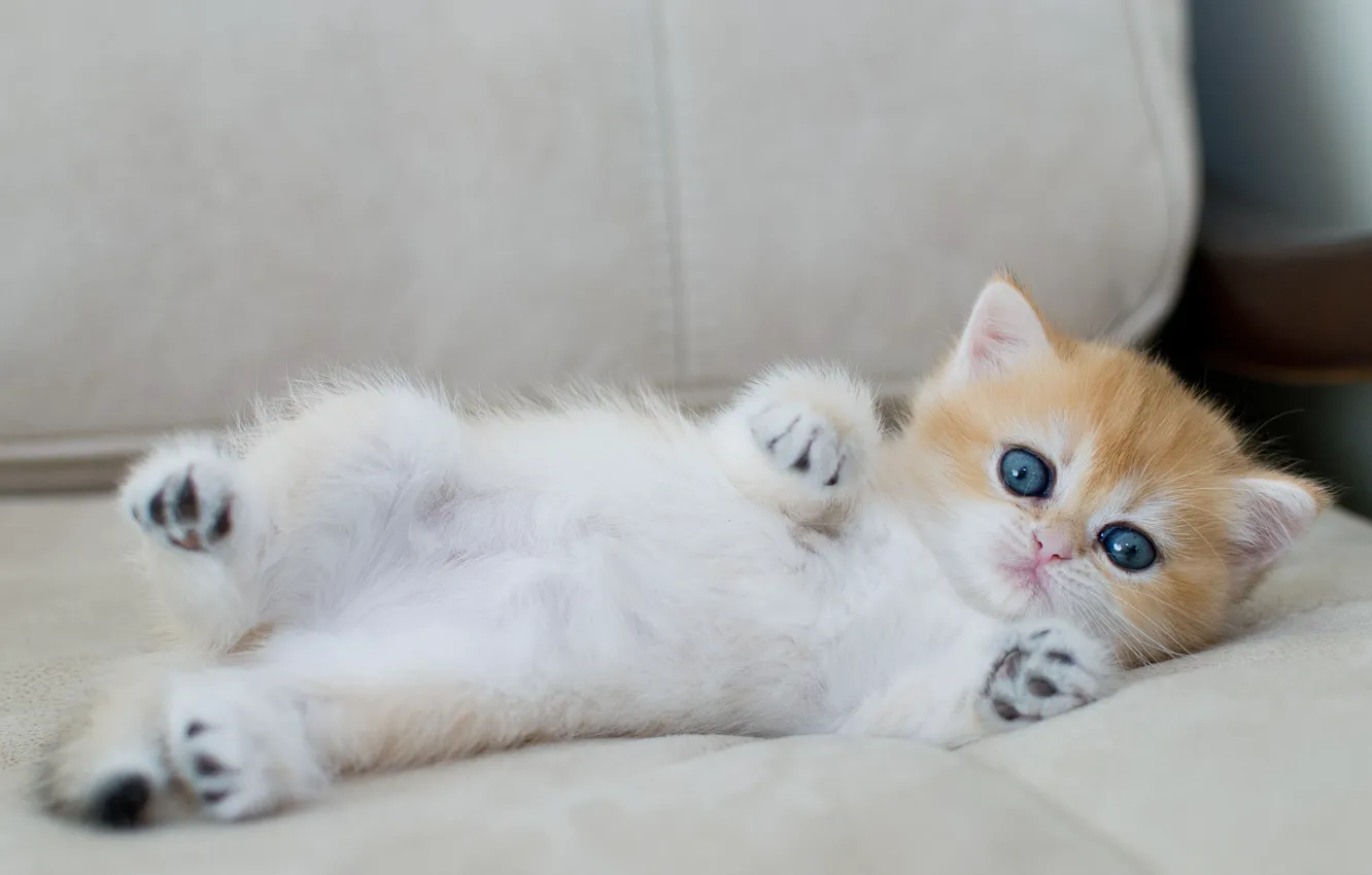 Photo wallpaper cat, look, pose, kitty, grey, background, sofa, legs