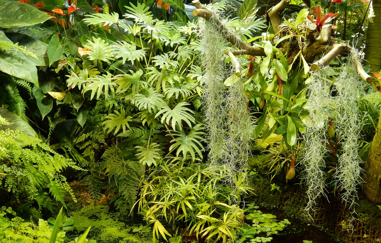 Photo wallpaper leaves, widescreen, Wallpaper, plant, wallpaper, the bushes, widescreen, background