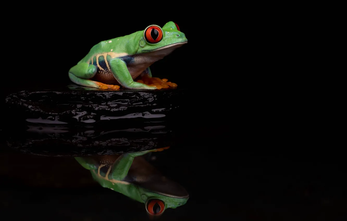 Photo wallpaper water, reflection, stones, frog