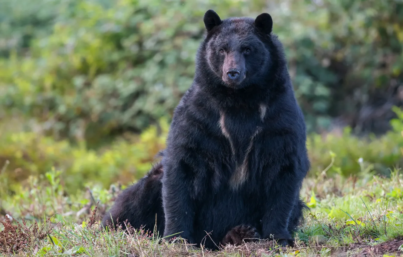 Photo wallpaper look, nature, pose, black, bear, sitting, Baribal