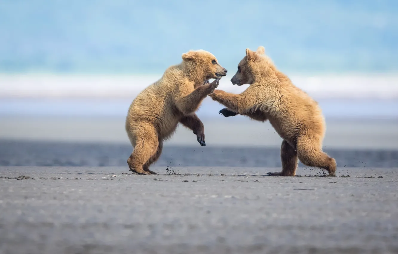 Photo wallpaper the game, fight, fight, pair, bear, a couple