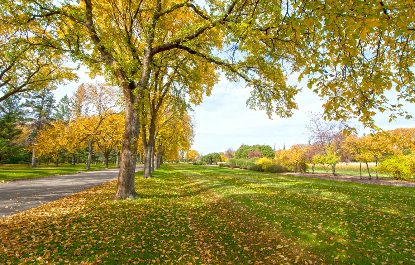 Photo wallpaper road, autumn, leaves, trees, Park