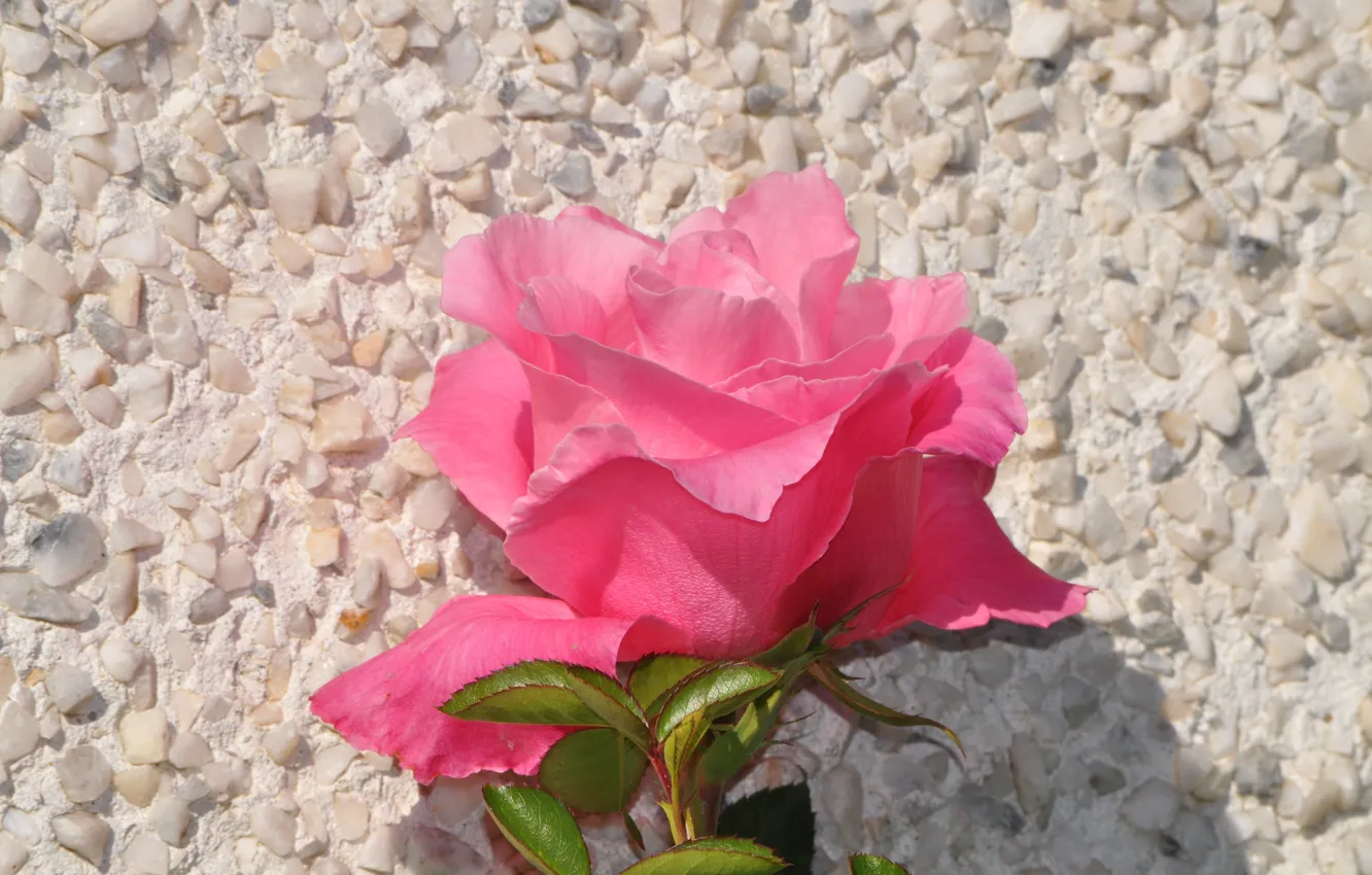 Photo wallpaper Flower, Pink rose, Pink rose