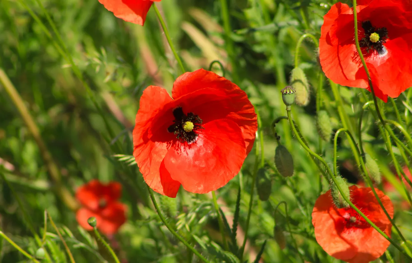Photo wallpaper red, flower, poppy