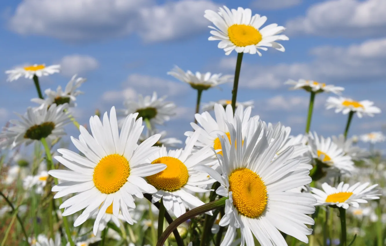 Photo wallpaper summer, flowers, nature, chamomile