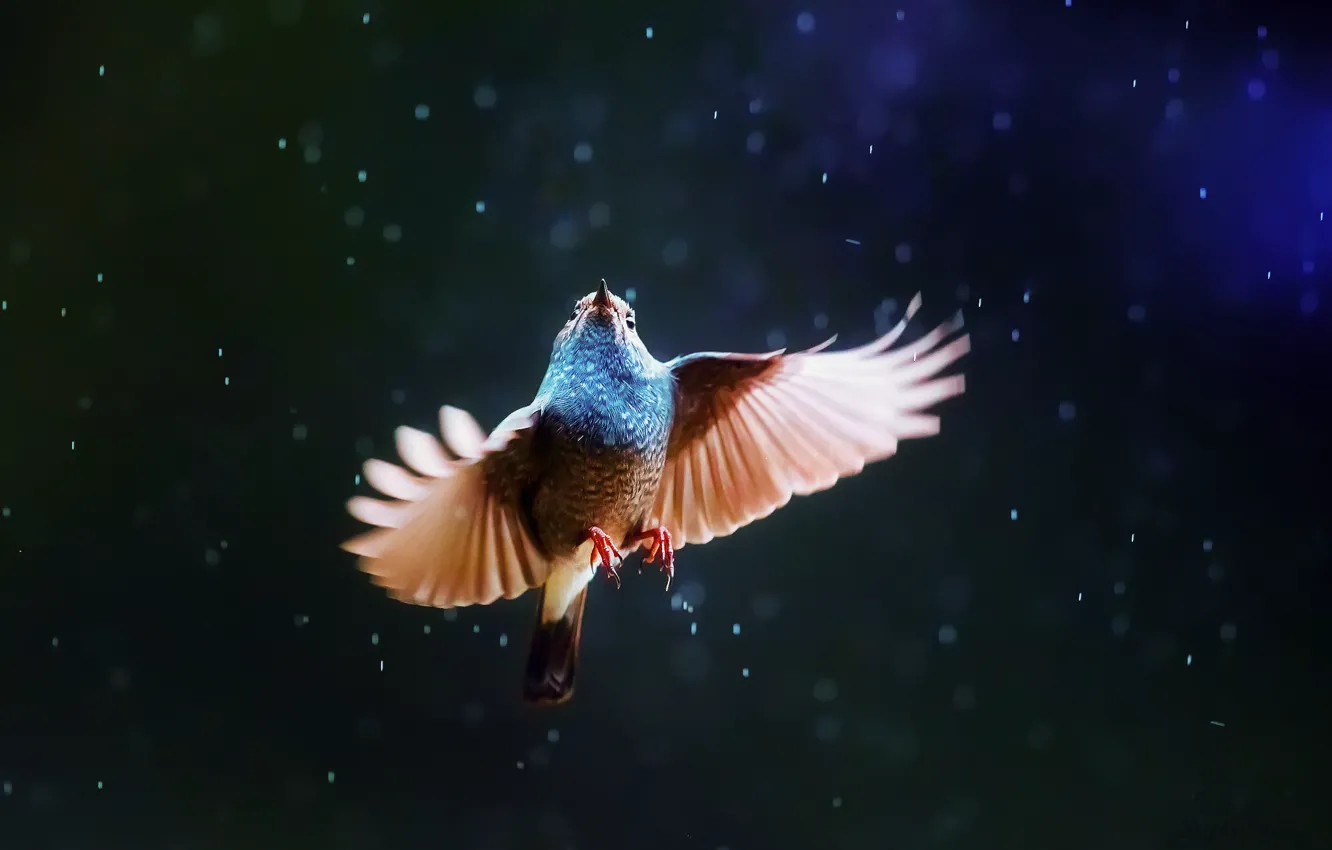 Photo wallpaper rain, bird, wings