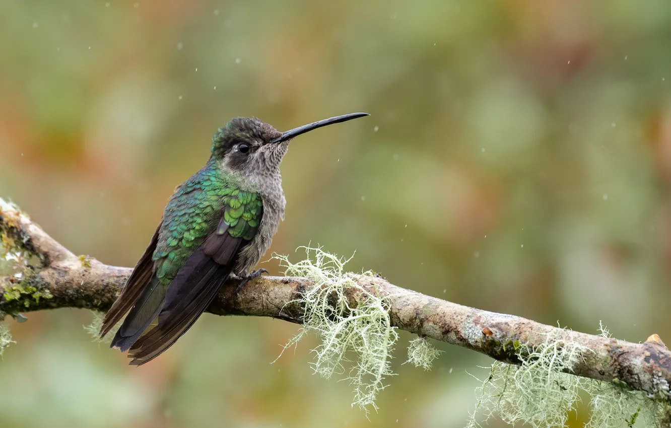 Photo wallpaper branches, background, bird, Hummingbird