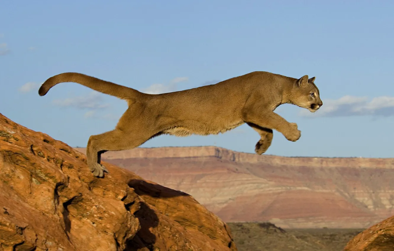 Photo wallpaper cat, rocks, jump, predator, Africa, Puma