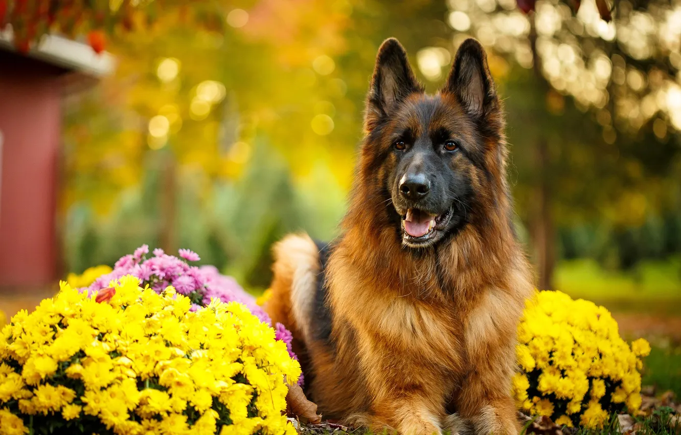 Photo wallpaper flowers, dog, German shepherd