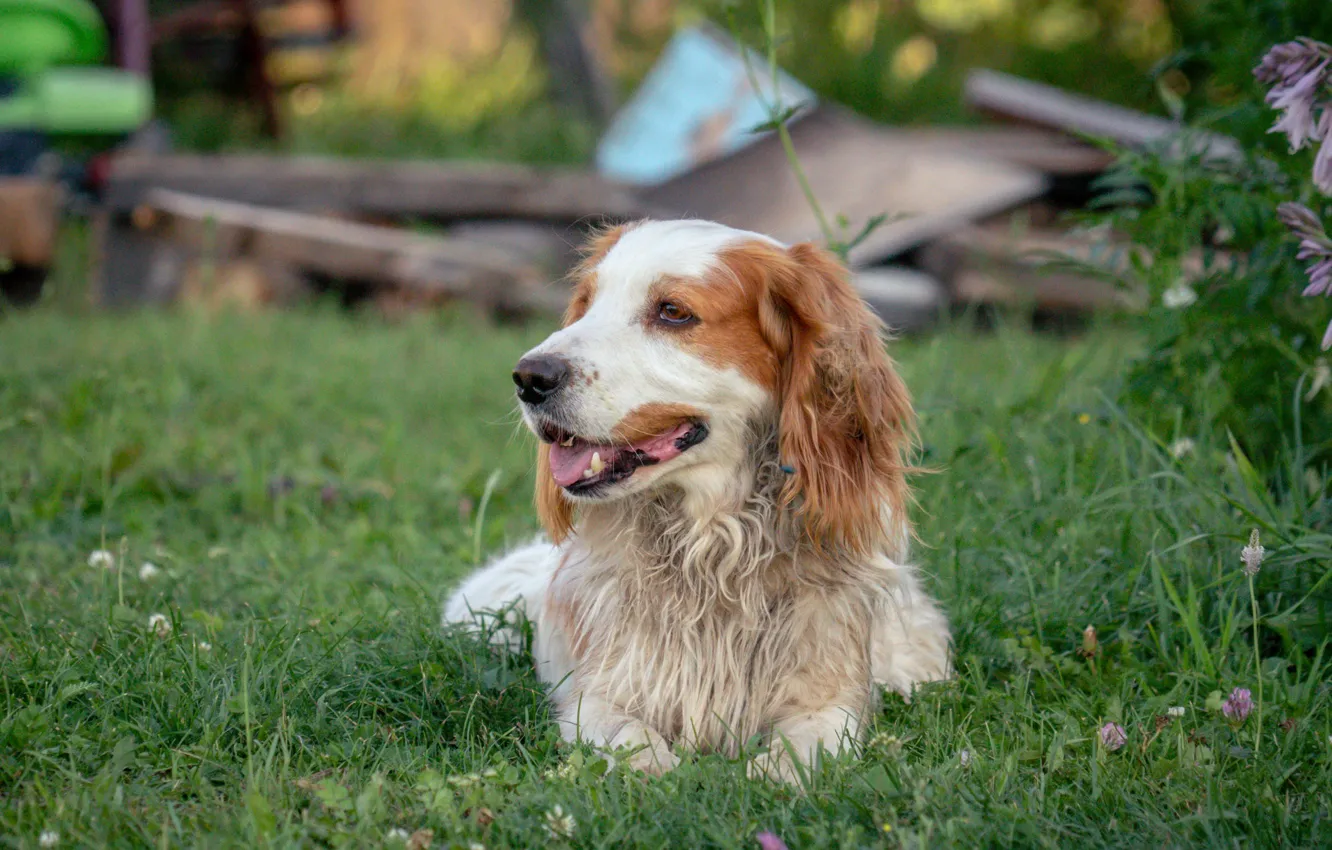 Photo wallpaper dog, Spaniel, spaniel