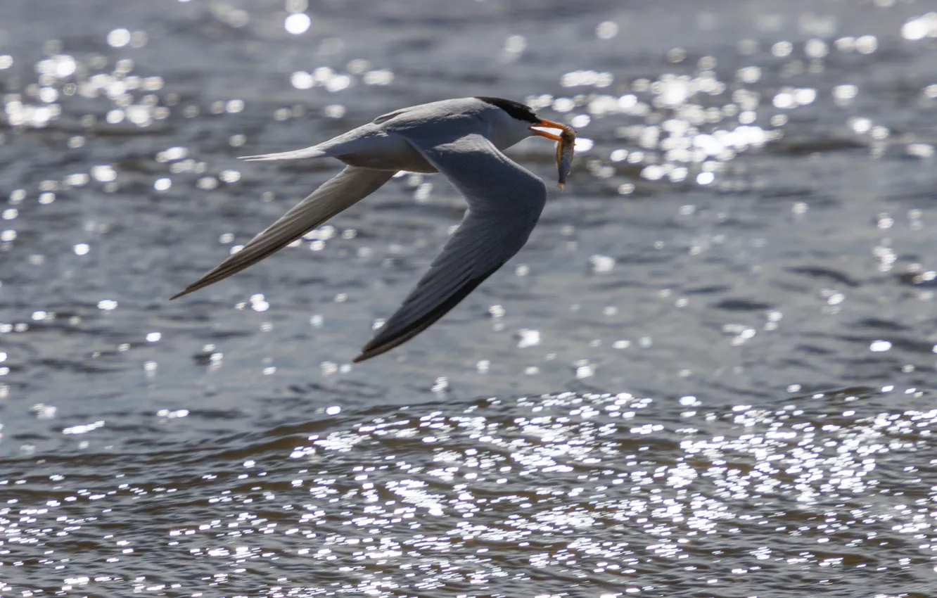 Photo wallpaper water, flight, seagulls, mining, Svetlana Kholodnyak, I'm going to lunch!, the fish in the beak