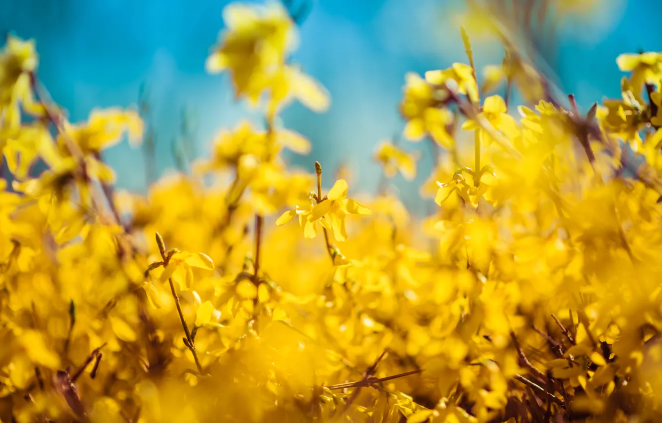Photo wallpaper light, flowers, branches, yellow, bright, blur, spring, flowering