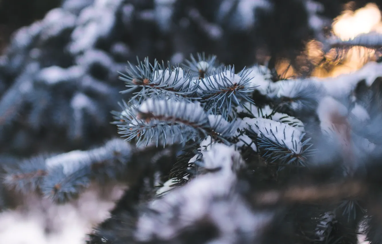 Photo wallpaper winter, forest, light, snow, branches, spruce, blur, needles