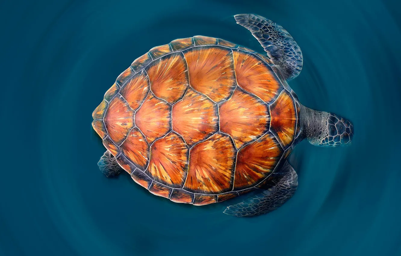 Photo wallpaper sea, paint, shell, the green sea turtle