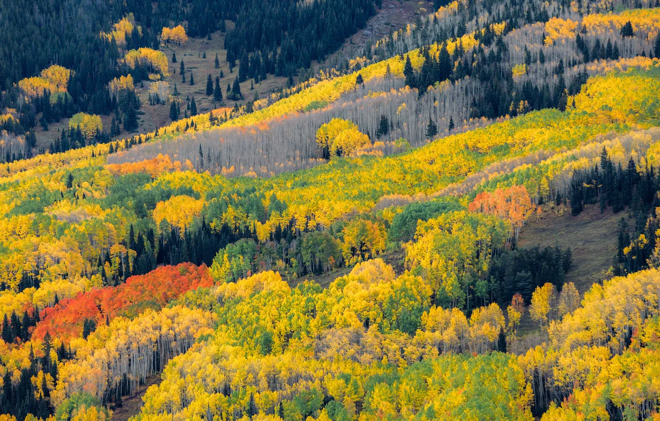 Photo wallpaper autumn, forest, trees, mountains, slope
