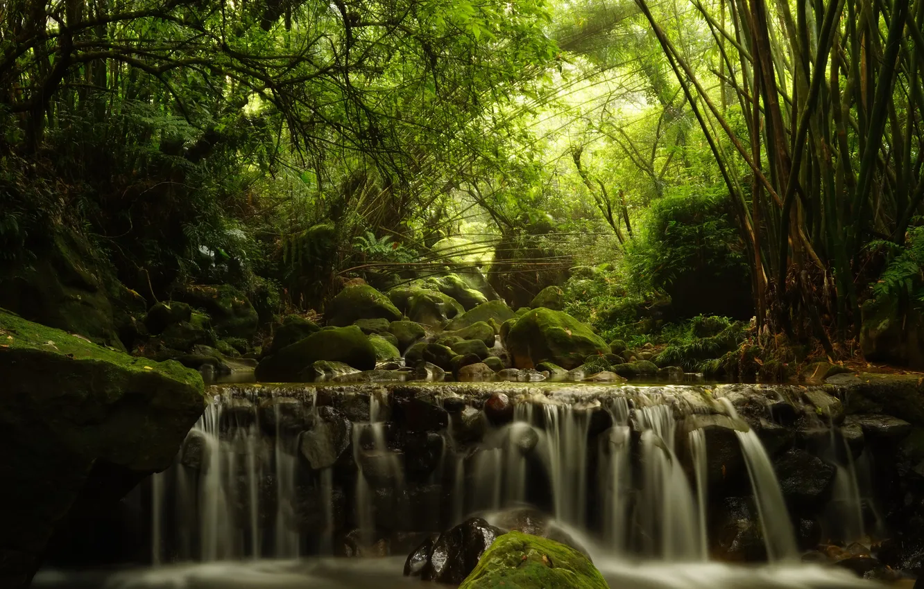 Photo wallpaper forest, trees, stream, bamboo, cascade