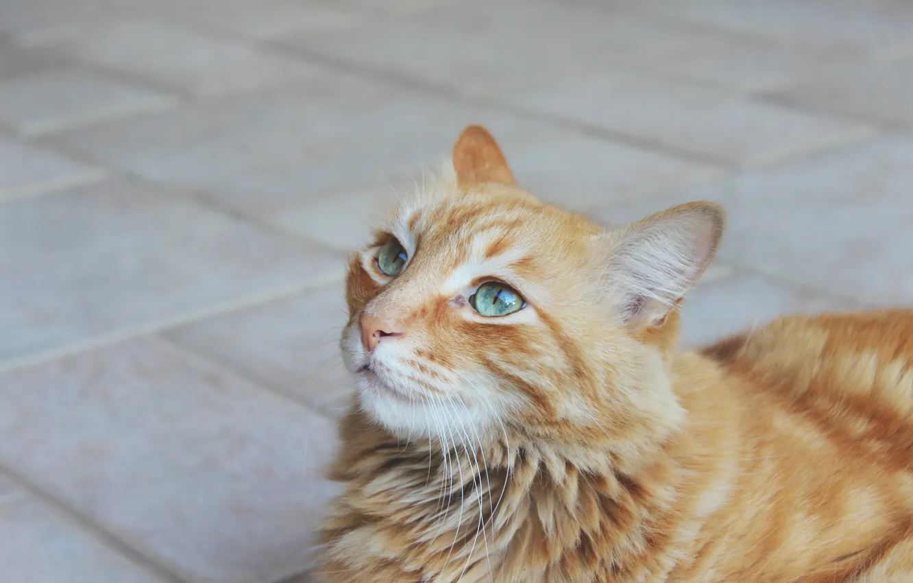 Photo wallpaper cat, mustache, look, red