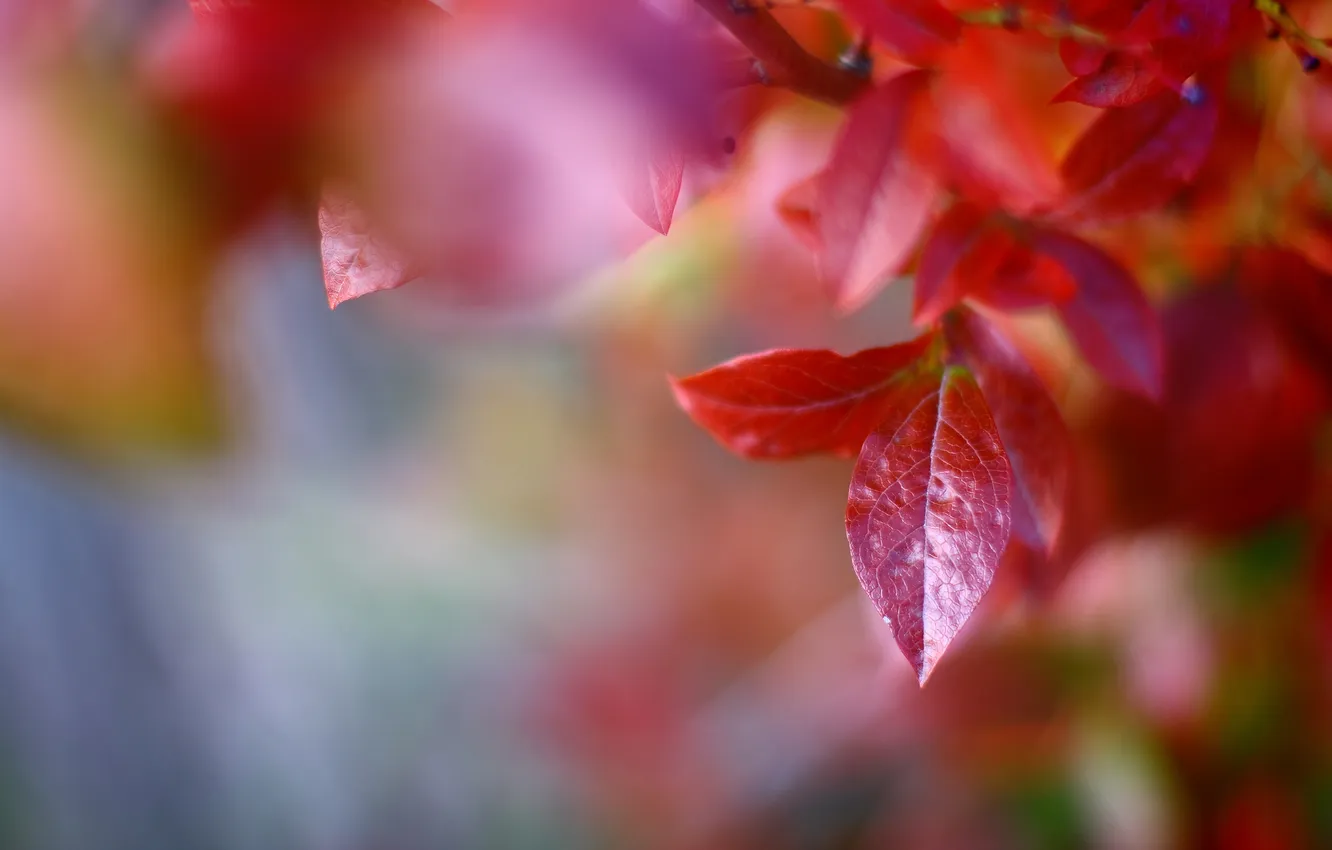Photo wallpaper autumn, leaves, macro, trees, red, nature, branch
