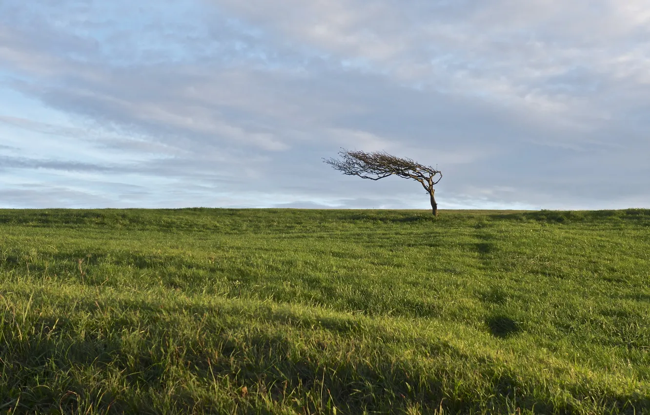 Photo wallpaper field, the sky, trees, landscape