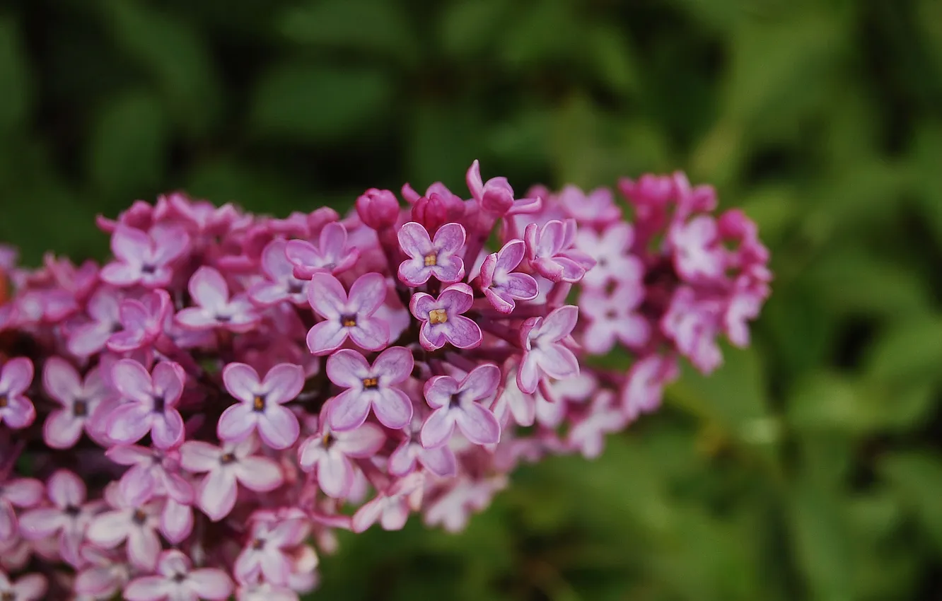 Photo wallpaper greens, spring, lilac