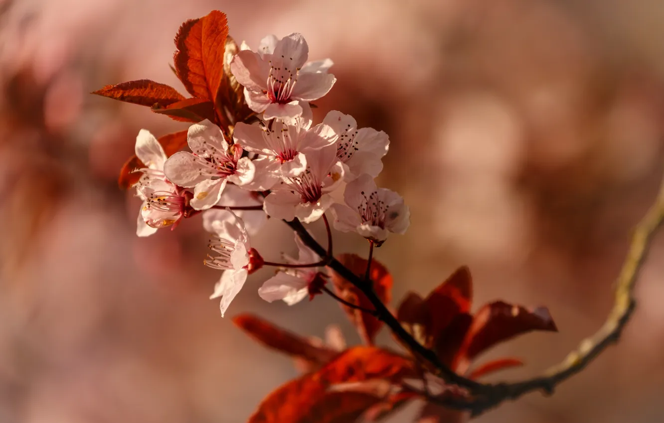 Photo wallpaper trees, flowers, branches, spring, flowering