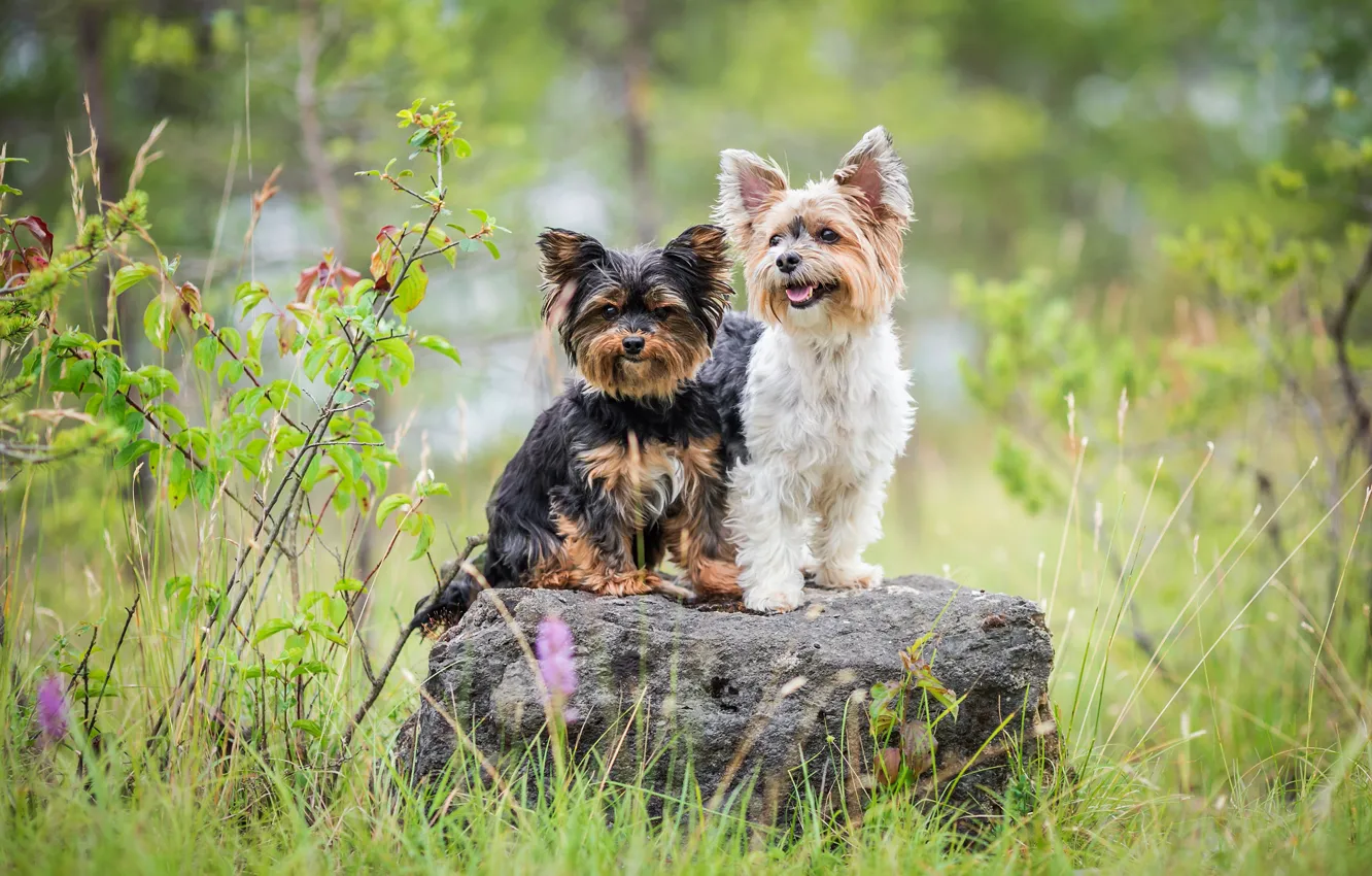 Photo wallpaper dogs, summer, grass, pose, stone, two, Duo, friends