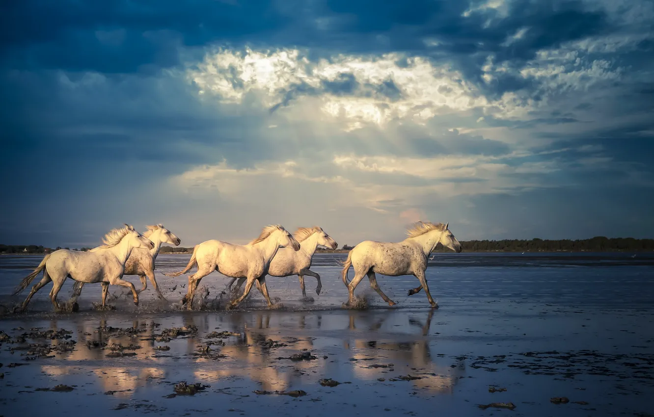Photo wallpaper nature, horse, shore