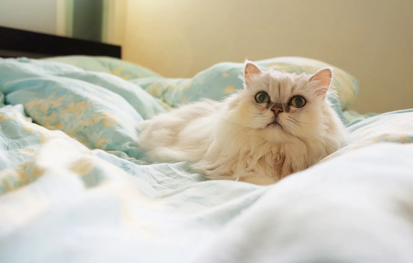 Photo wallpaper cat, white, look, bed, bed, lies, Persian