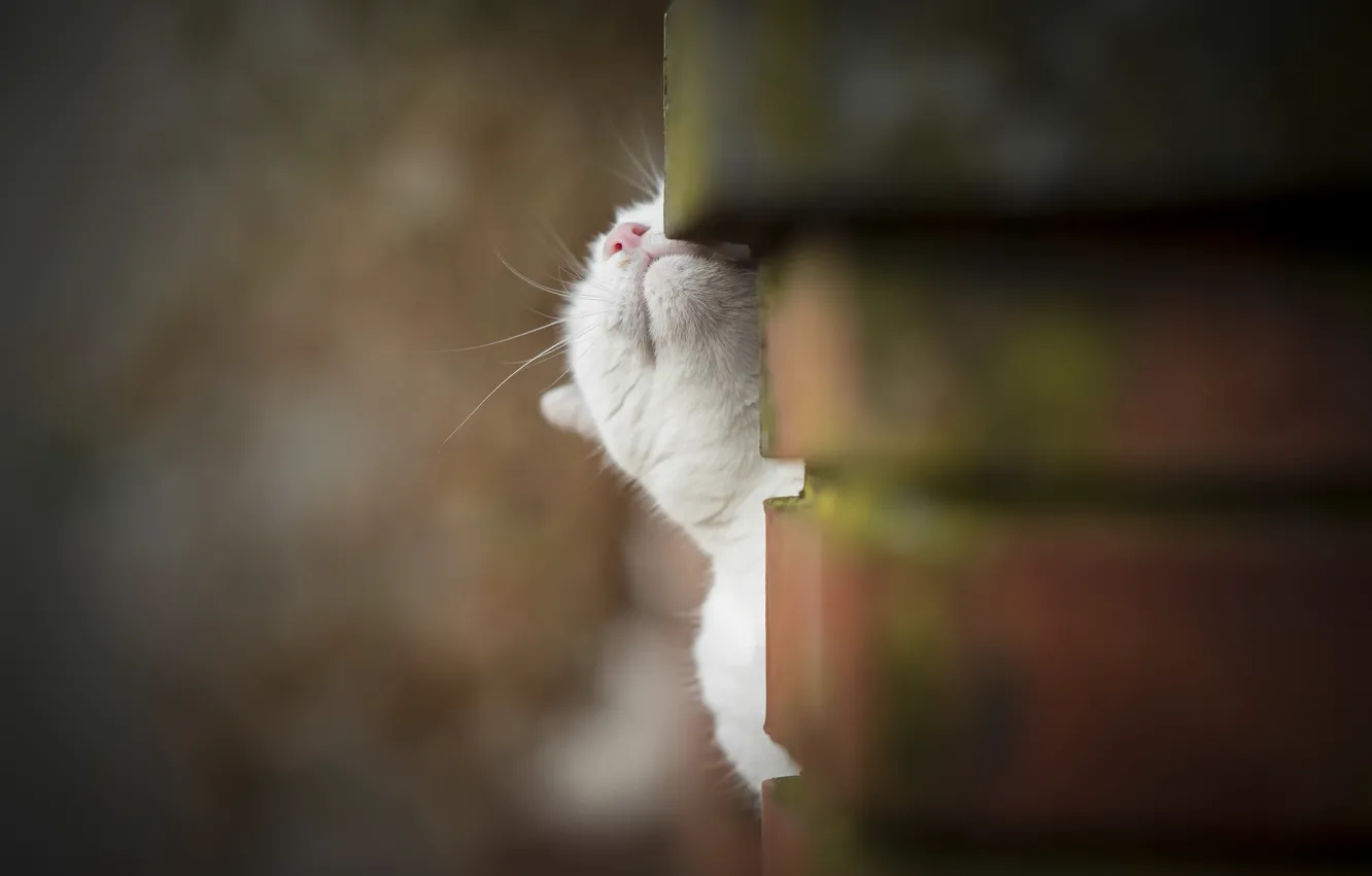 Photo wallpaper cat, background, wall