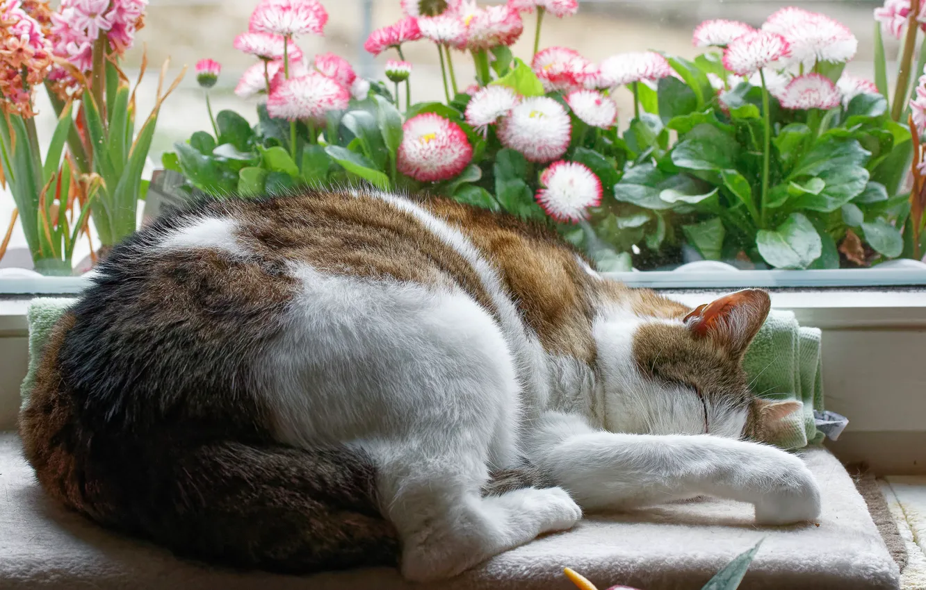 Photo wallpaper cat, cat, flowers, pose, comfort, house, sleep, window