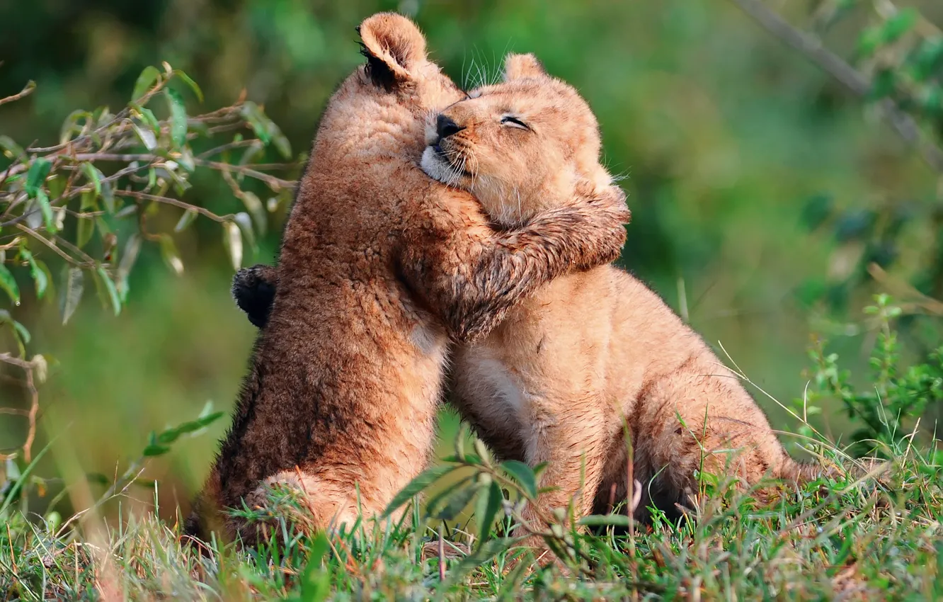 Photo wallpaper small, lions, the cubs, play, кршки, hugs
