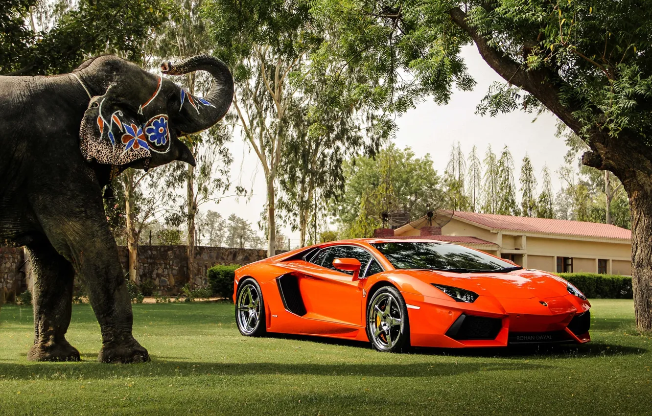 Photo wallpaper trees, orange, reflection, the building, elephant, the fence, lamborghini, front view